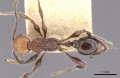 Temnothorax sallei casent0901797 d 1 high.jpg