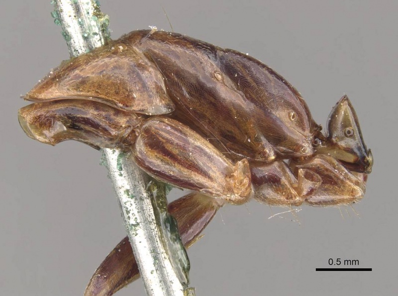 File:Camponotus discors casent0910295 p 1 high.jpg