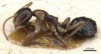 Camponotus poecilus casent0905460 p 1 high.jpg