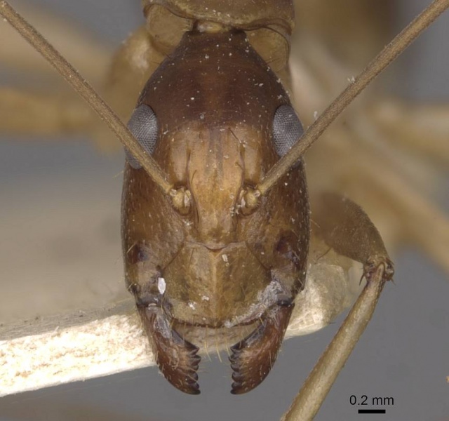 File:Camponotus simulator casent0910099 h 1 high.jpg