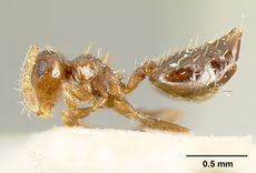 Crematogaster abstinens casent0603551 profile 1.jpg