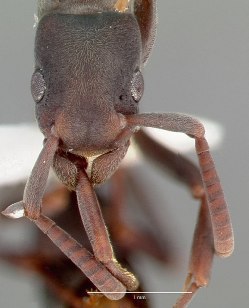 File:Platythyrea punctata casent0006088 head 1.jpg