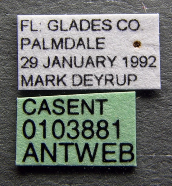 File:Pseudomyrmex seminole casent0103881 label 1.jpg