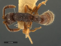 Sphinctomyrmex-caledonicus-Holotype-MCZ29673D.jpg