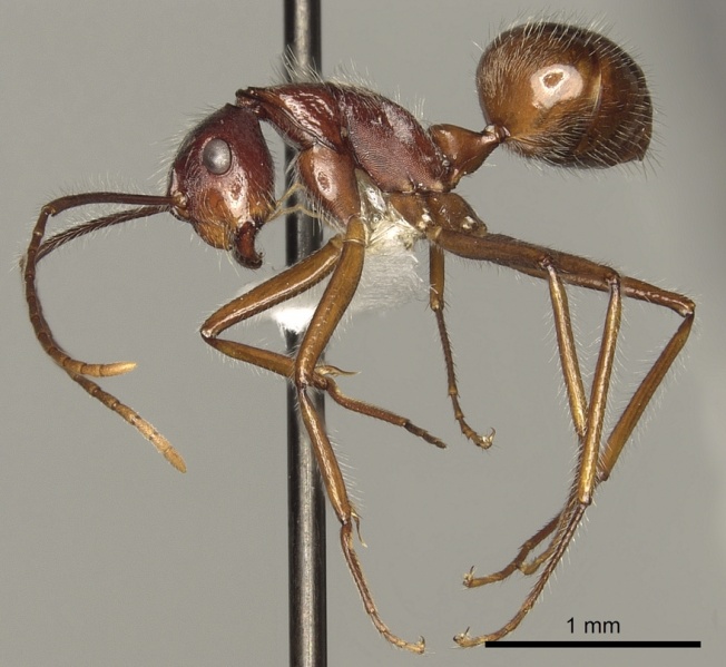 File:Camponotus chartifex casent0280325 p 1 high.jpg