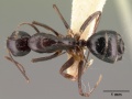 Camponotus christi foersteri casent0101441 dorsal 1.jpg