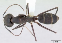 Camponotus lespesii casent0173428 dorsal 1.jpg