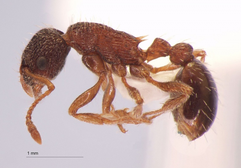 File:Myrmica-pisarskii-lateral-am-lg.jpg