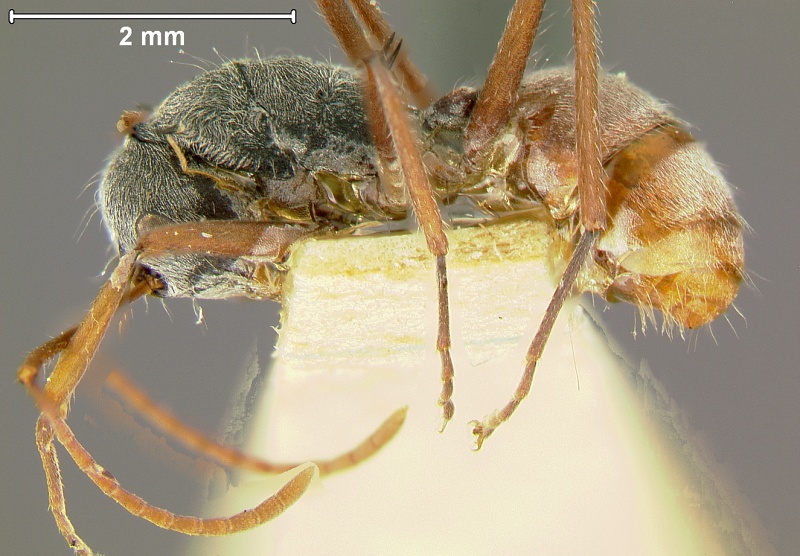 File:Polyrhachis-bicolorL2.5x.jpg