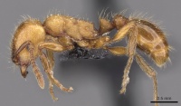 Strongylognathus rehbinderi casent0909179 p 1 high.jpg