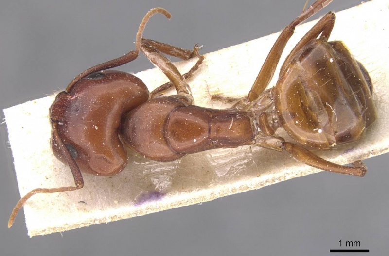 File:Camponotus laurenti casent0911898 d 1 high.jpg