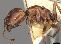 Camponotus rebeccae casent0910432 p 1 high.jpg
