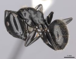 Camponotus vividus casent0217715 p 1 high.jpg