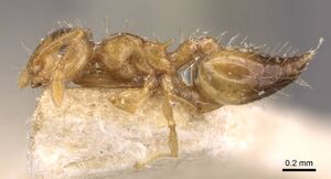 Crematogaster biroi casent0908368 p 1 high.jpg