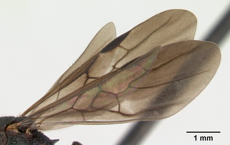 File:Eutetramorium monticellii casent0019386 profile 2.jpg