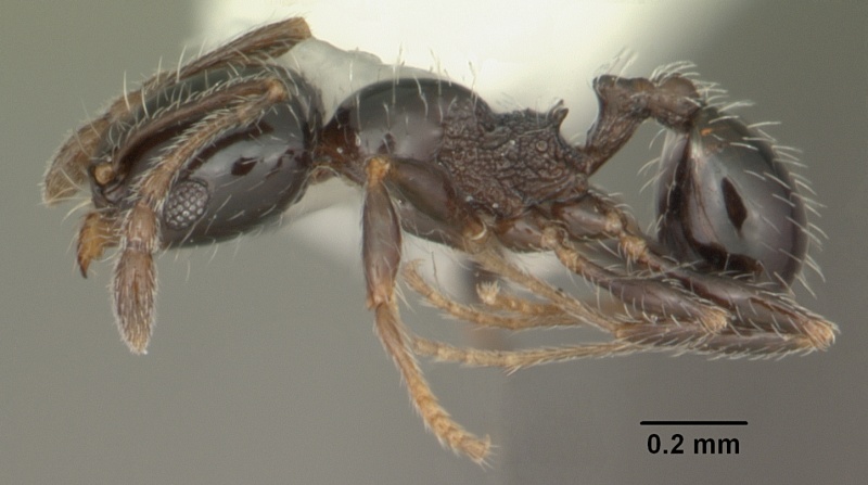 File:Pheidole adrianoi casent0104274 profile 1.jpg