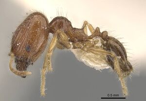 Pheidole sauberi casent0907997 p 1 high.jpg