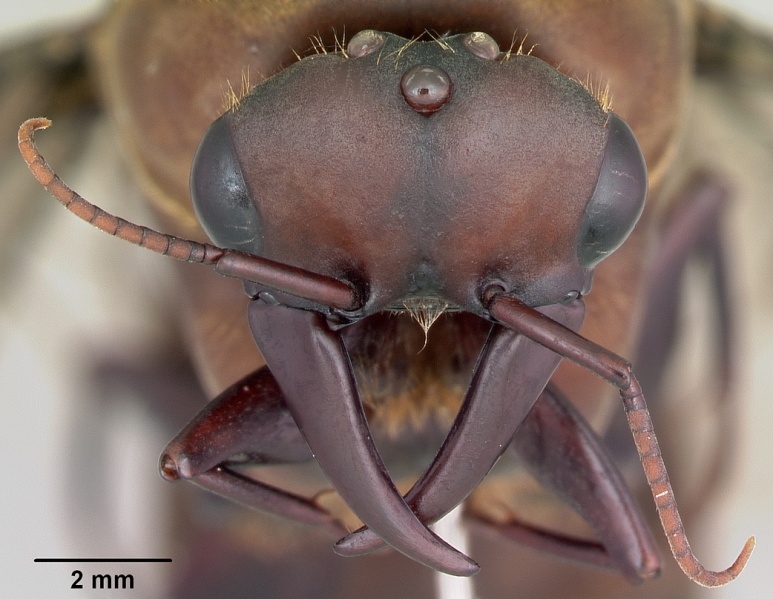 File:Dorylus nigricans casent0172641 head 1.jpg