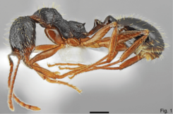 Fig. 1. Salata and Borowiec 2018, A. muschtaidica worker lateral view.png