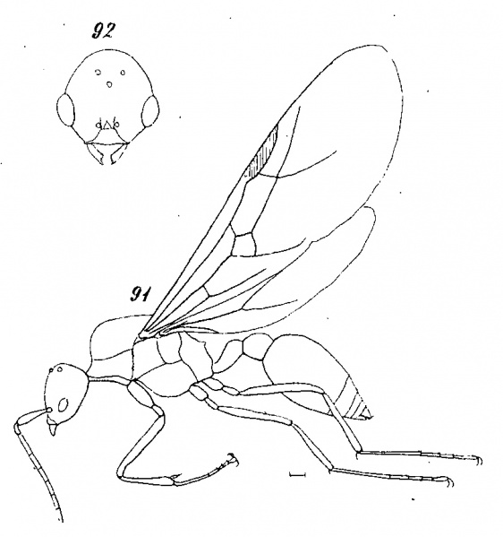 File:Mayr 1868c-114 Temnothorax-gracilis M.jpg