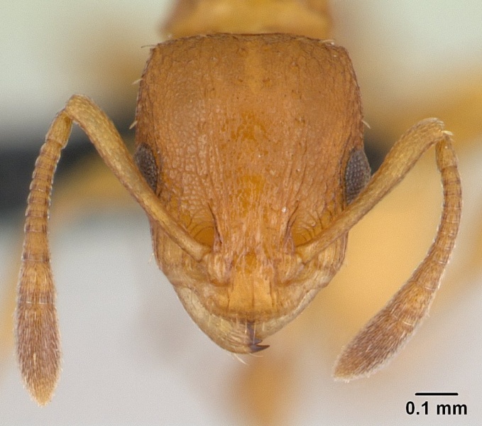 File:Nesomyrmex angulatus casent0134948 head 1.jpg