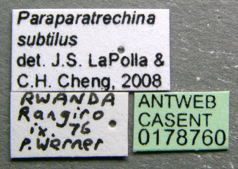 File:Paraparatrechina subtilis casent0178760 label 1.jpg