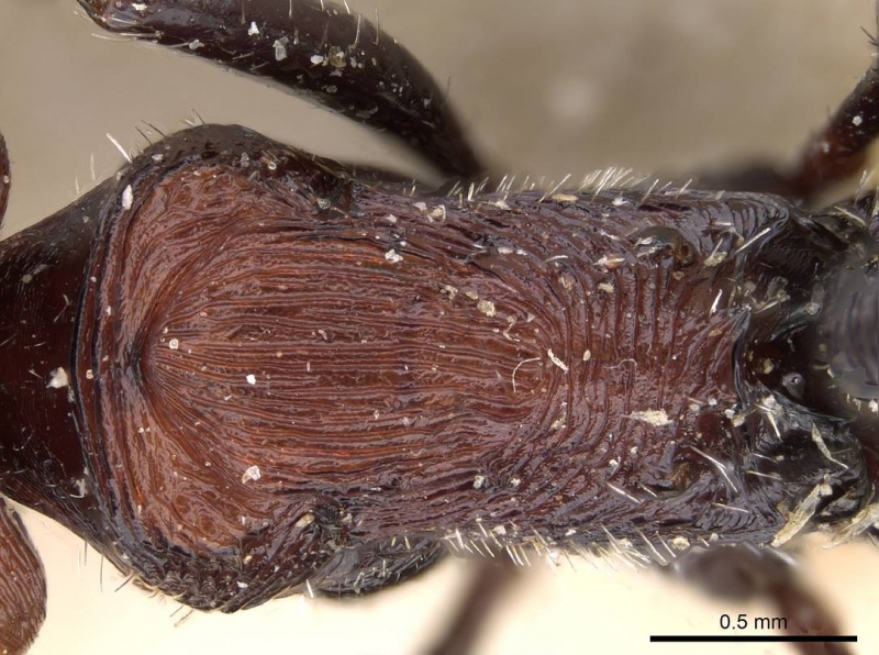 File:Pogonomyrmex longibarbis casent0914117 d 2 high.jpg