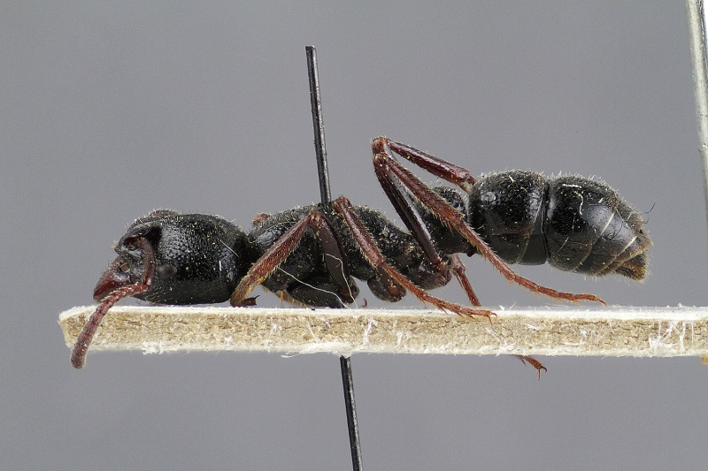 File:Bothroponera aspera hal.jpg