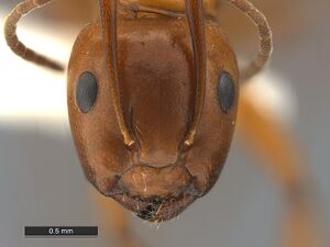 Camponotus-snellingi-MCZ001MaH.jpg