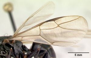 Camponotus liandia queen casent0053950 w.jpg