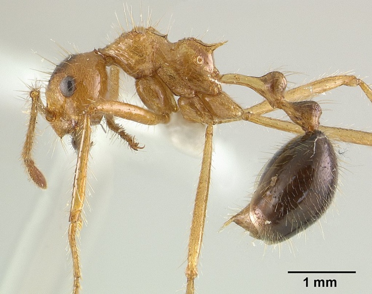 File:Myrmicaria melanogaster casent0179018 profile 1.jpg