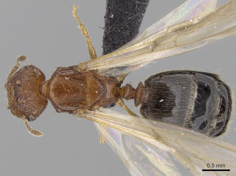 File:Pheidole parva casent0160637 d 1 high.jpg