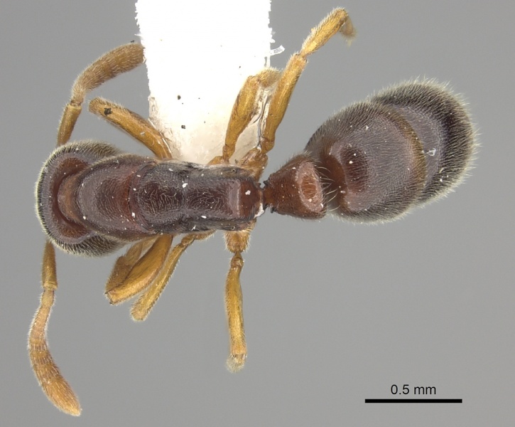 File:Ponera elegantula D casent0249226.jpg