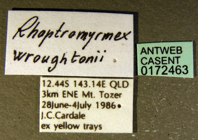 File:Rhoptromyrmex wroughtonii casent0172463 label 1.jpg