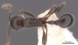 Tetramorium xuthum casent0901251 d 1 high.jpg