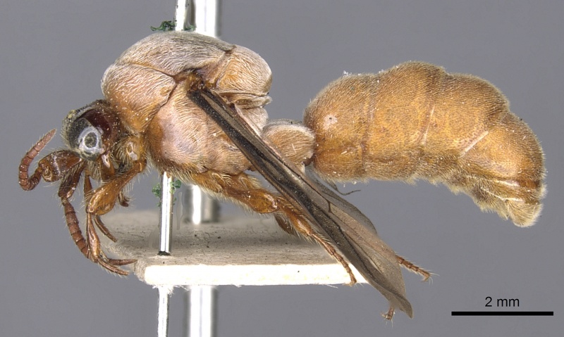 File:Aenictus feae casent0901980 p 1 high.jpg