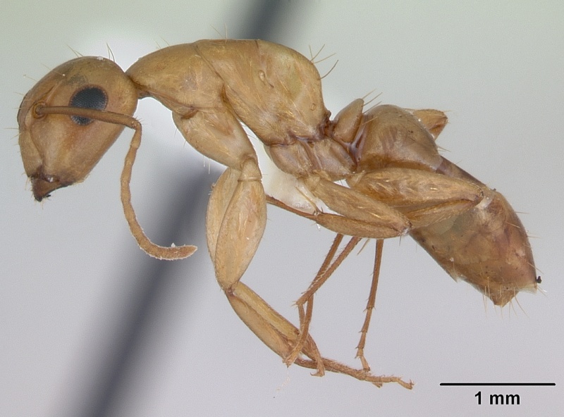 File:Camponotus curviscapus casent0173553 profile 1.jpg