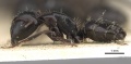 Camponotus werthi casent0906918 p 1 high.jpg