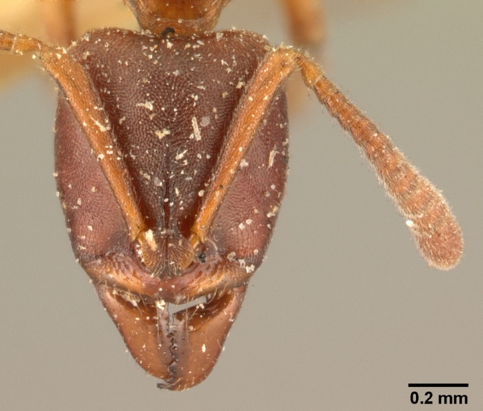 File:Hypoponera sakalava casent0101022 head 1.jpg