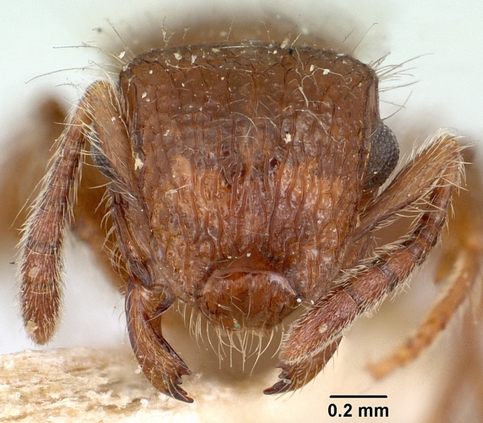 File:Meranoplus radamae casent0101641 head 1.jpg