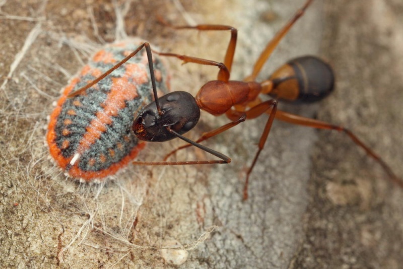 File:Shattuck 49480, Camponotus consobrinus tending scale, Hall, ACT-web.jpg
