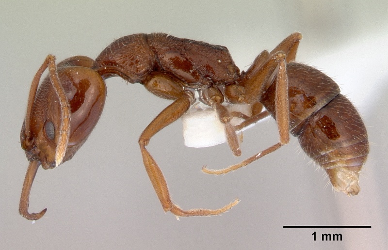 File:Anochetus pattersoni casent0172375 profile 1.jpg