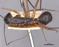 Camponotus pompeius casent0905240 d 1 high.jpg