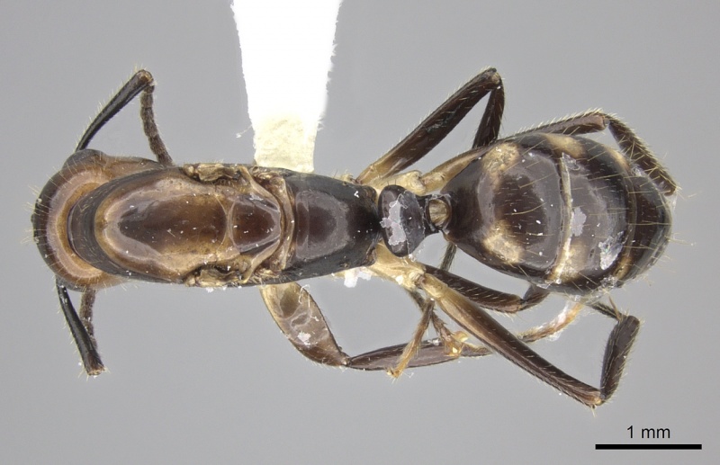 File:Camponotus reburrus casent0249617 d 1 high.jpg