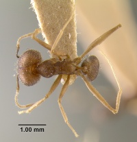 MCZ-ENT00020768 Pheidole schwarrae had.jpg