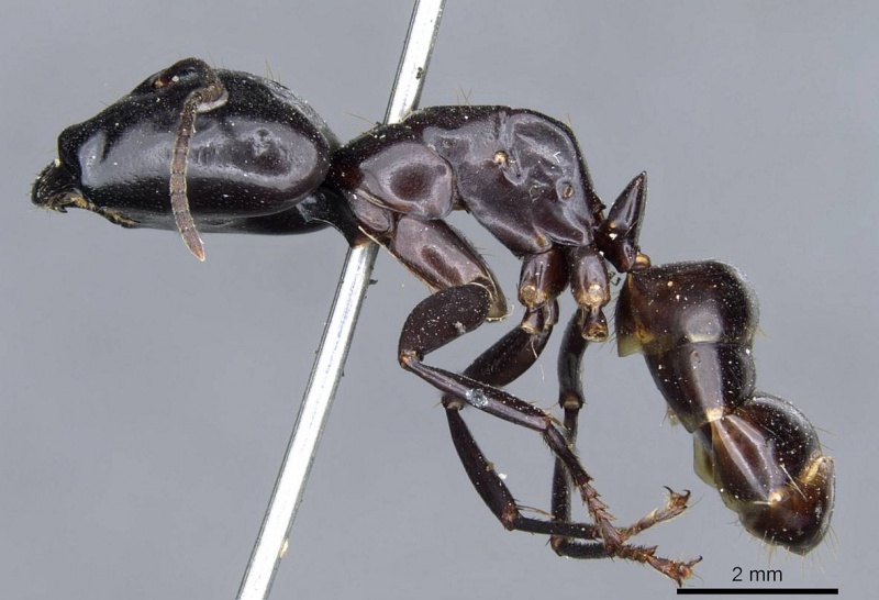 File:Camponotus contractus casent0905801 p 1 high.jpg
