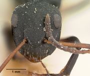 Camponotus edmondi casent0101384 head 1.jpg