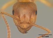 Lasius umbratus casent0103993 head 1.jpg