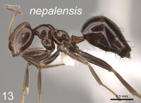 Prenolepis nepalensis F13.jpg