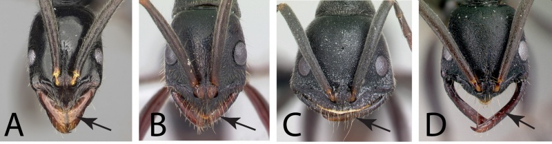 File:Rakotonirina and Fisher 2014 Fig. 01.jpg